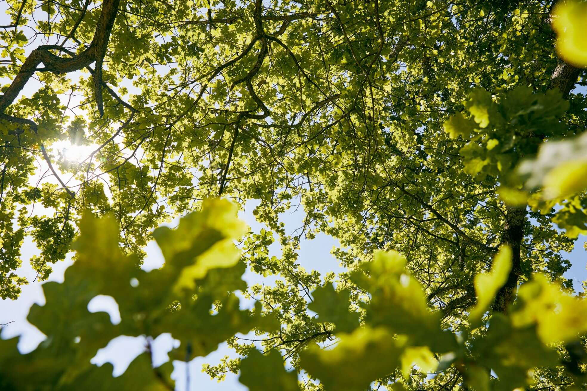 Stihl Bomen Planten Instructies 2